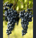 Grapes of Aglianico